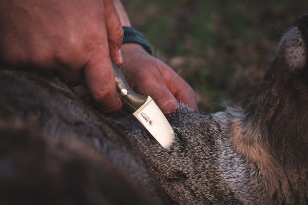 Casström Safari Mini Hunter, Stabilized Masurian Birch, Kydex